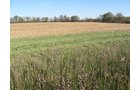 Property photo 3 - 110+/- Acres offered in 4 Tillable Tracts